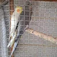 عروس هلندی سخنگو