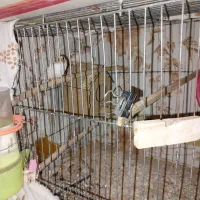 چند جفت فنچ نروماده سالم وکشیده