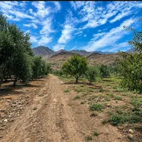 فروش کل محصول زیتون روی درخت
