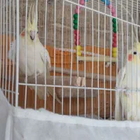 جفت عروس هلندی لوتینو