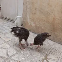 فروش بوقلمون