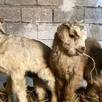 بزغاله شیرخور