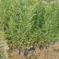 نهال اکاسیاه (بیدسیاه) اکالیپتوس چوب سیاه ۳۵تومن