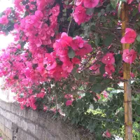 گل گیاه برای فضای باز