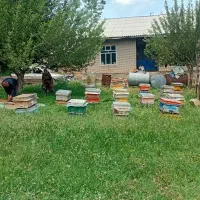 بچه زنبور عسل