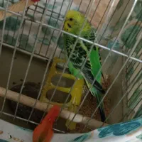مرغ عشق ماده