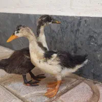 جوجه اردک