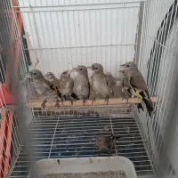 جوجه سهره کال