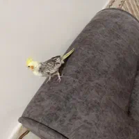عروس هلندی آرام و دستی