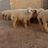 سلام گوسفند یا بره