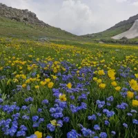 نیروی داوطلب جهت انجام کار تور طبیعت گردی