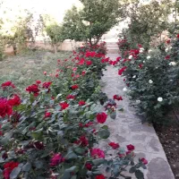 باغ-ویلا