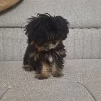 پت مالتیز|سگ|صباشهر, |دیوار