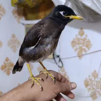 جوجه مینادستی معاوضه با جوجه قناری