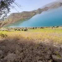بره و کهره برا پروار