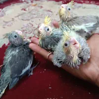 جوجه عروس هلندی سرلاکی