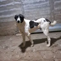 سگ گله