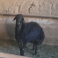شیشک قوچ قره قزل