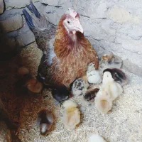 جوجه محلی اصل