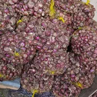 فروش پیاز قرمز