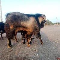 یک عدد نری