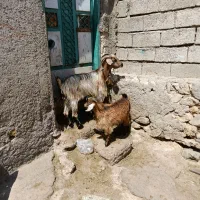 1عدد بز جوان کوک ننه بالابرای فروشی