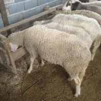 گوسفند نر نژاد دار.