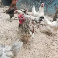مرغ و خروس