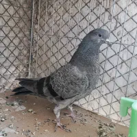 یک جفت جوجه کبوتر سوسکی سبز پرشی