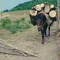 یک راس اسب نریان باری سواری
