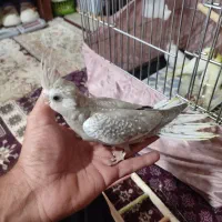 عروس هلندی