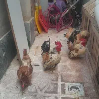 مرغ و خروس