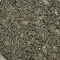 خوراک دام وطیور - کنجاله تخمه آفتابگردان تازه
