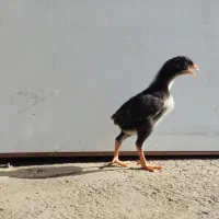 جوجه اوشامو15روزه