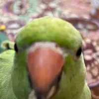 معاوضه ملنگو با گرینچیک
