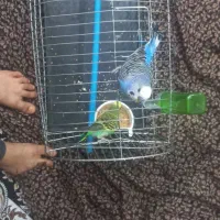پرنده