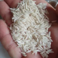 برنج طارم هاشمی