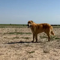 سگ افغان|سگ|شراء, |دیوار