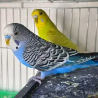 مرغ عشق نر ماده مولد جوجه