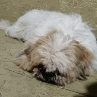 سگ کوچک