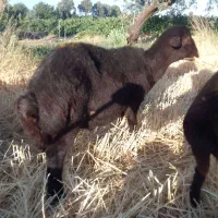 دوعدد بره نر دشتی