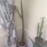 گل کاکتوس