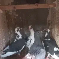 جوجه کبوتر