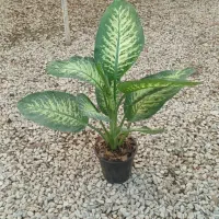 همکار خانم برای گلخانه