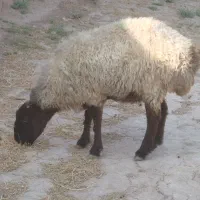 فروش طوقلی نزاییده چاق وزن نزدیک ۷۰کیلو