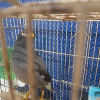 مرغ مینا سخنگو