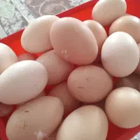 تخم مرغ محلی