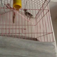 قناری نرو ماده