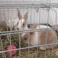 جوجه بوقلمون و خرگوش
