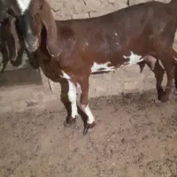 بز سانن و پاکستانی فروشی موقعیت کوهبنان